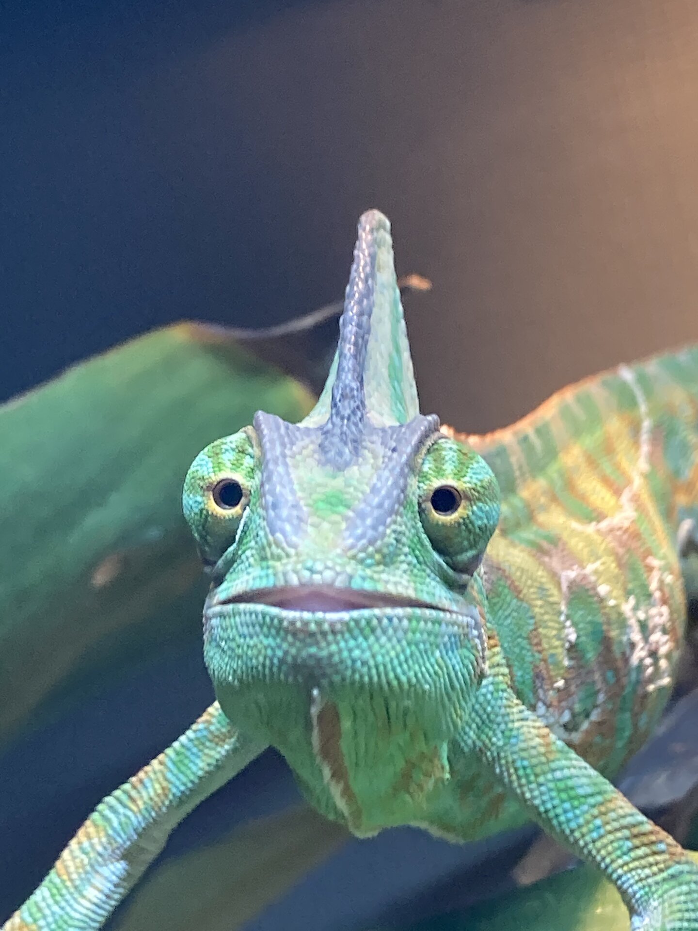 “Smile for the camera,”  Says the owner.