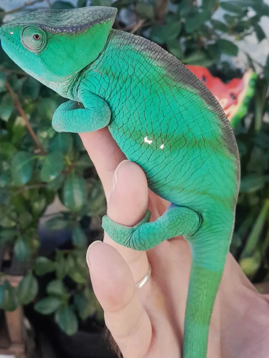 🎅Santa's🎁Little Helper🎄