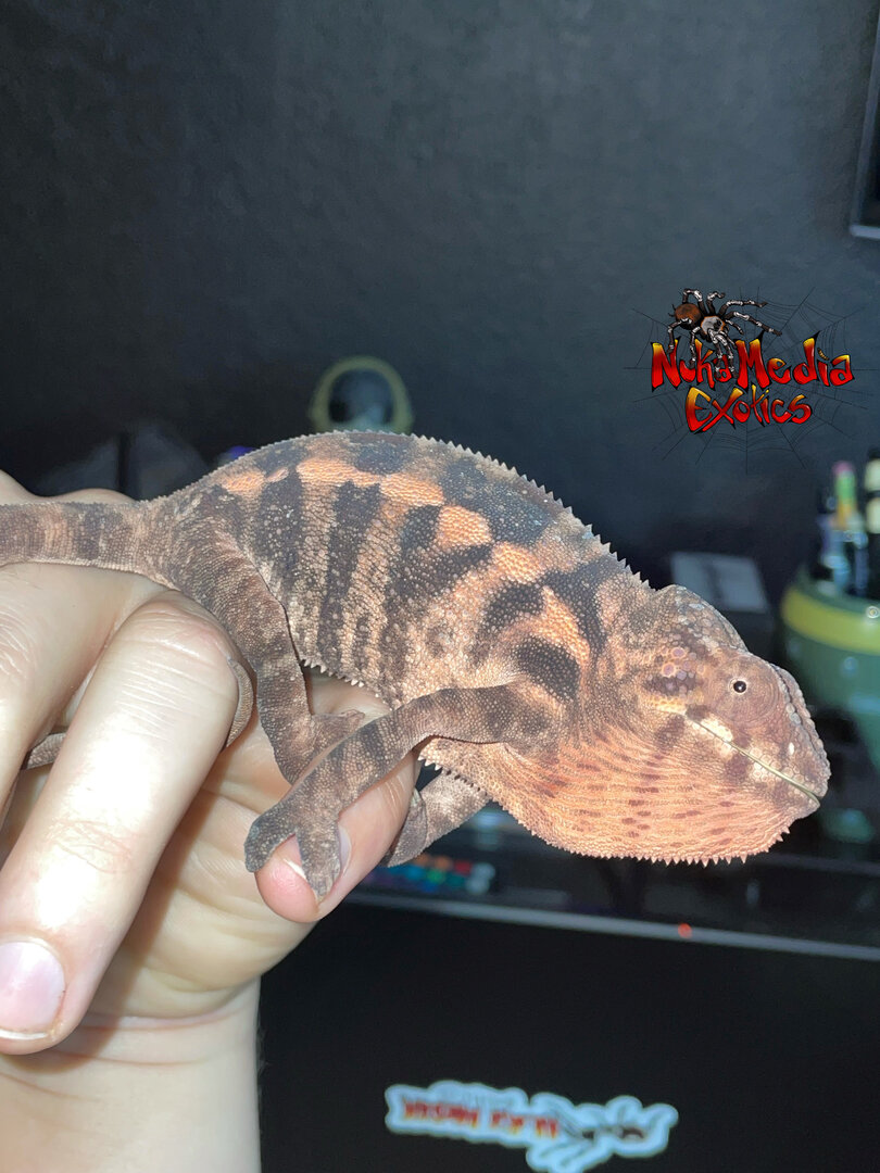 0.1 F. pardalis - Gravid female Ambilobe (YBBB) panther chameleon! NukaMedia Exotics