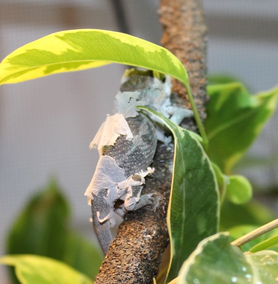 001.jpg kantos 1st shed with me