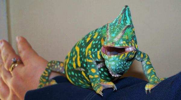 002
Kasey being really hissy, shame she wasn't looking at me when i snapped this!