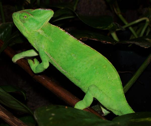 004 (2)
Kasey looking for breakfast.