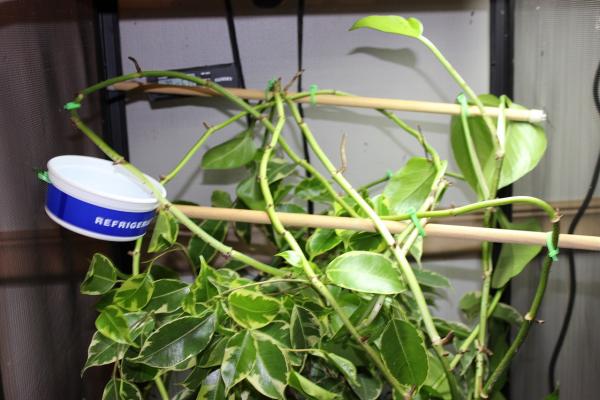 004 top of cage,pothos vines