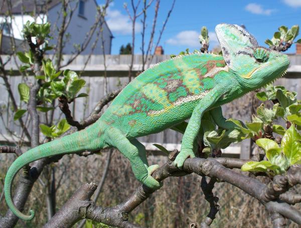 005 (2)
Karl soaking up the rays in my apple tree.