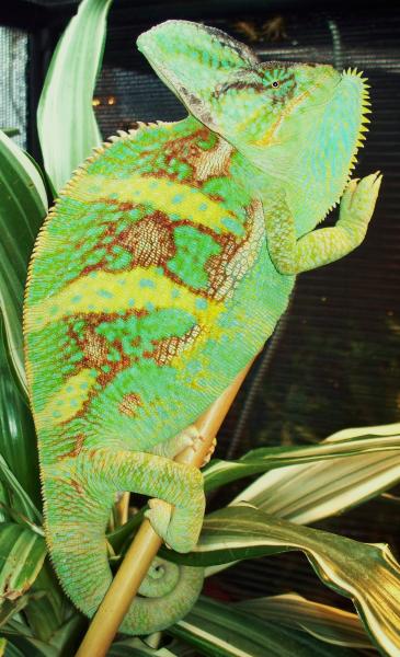 005
Puffed up for the camera.