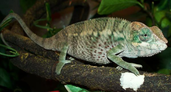 005
Regent 4mths old and colouring up nicely.