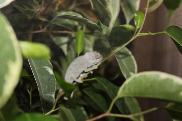 006 kanto so precious