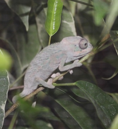 008 kanto baby at 3mo