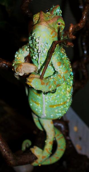 009
Mrs Kasey after her morning misting