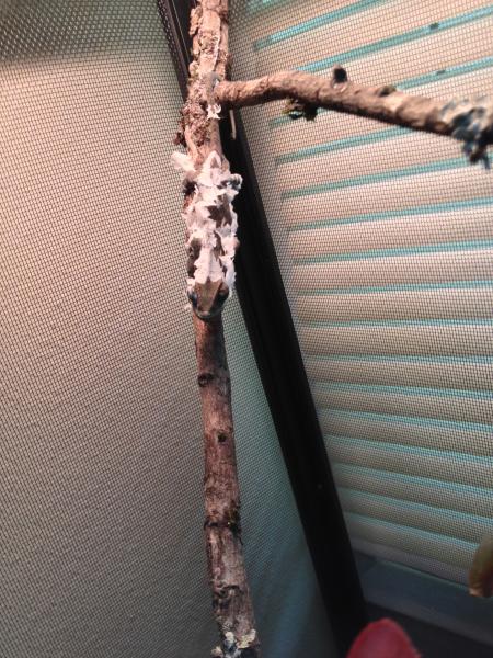 04-27-2014
Shedding!