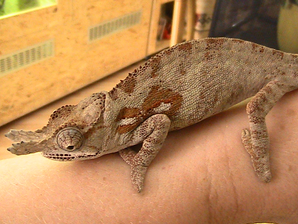 1.0 Furcifer Minor Subadult