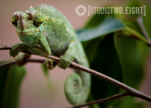 1.16.12 - Nova enjoying some time in the Florida sun.