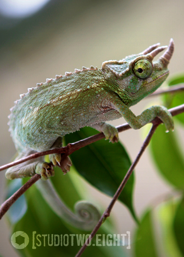 1.16.12 - Nova enjoying some time in the Florida sun.