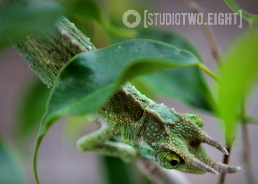 1.16.12 - Nova enjoying some time in the Florida sun.