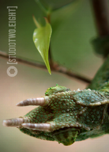 1.16.12 - Nova enjoying some time in the Florida sun.