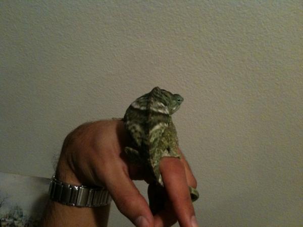 1/28/10 Looking fatter.