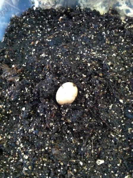 1 little pygmy egg