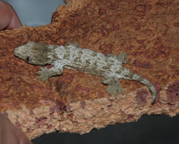 1 month old Brosse Male