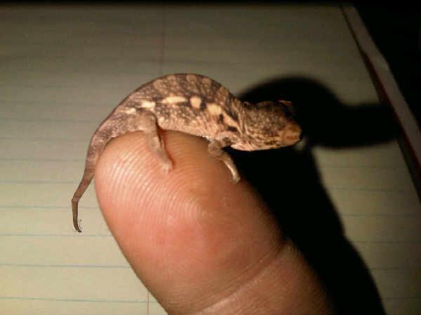 1 month old Female Panther Chameleon