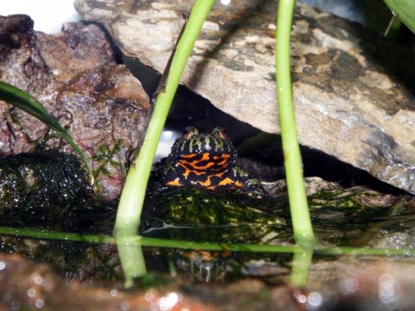 1 of 5 of my Fire Belly Toads