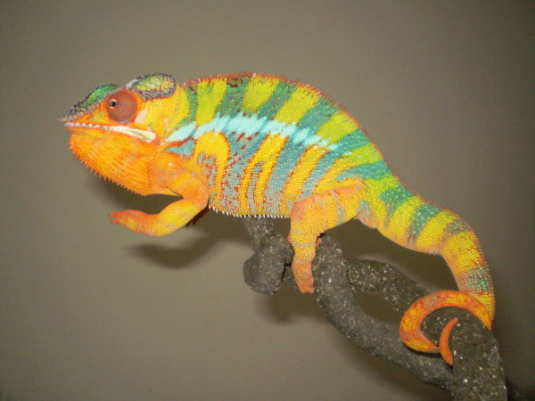 1 of our WC Blue bar Breeders