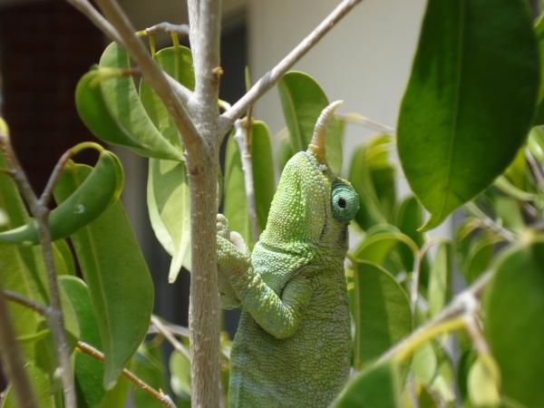 1 year old female breeding female Mt. Meru Jackson's chameleon.