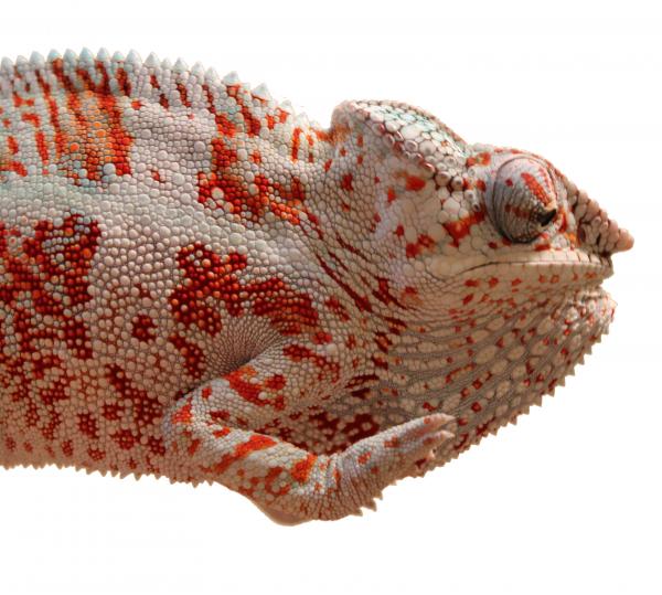 1 Year old Nosy Faly