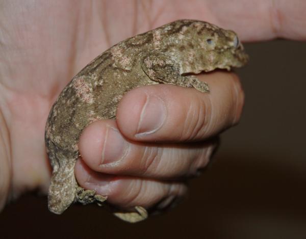 1 year old Nuu Ami Female - Frank Fast line