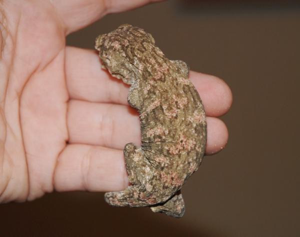 1 year old Nuu Ami Female - Frank Fast line