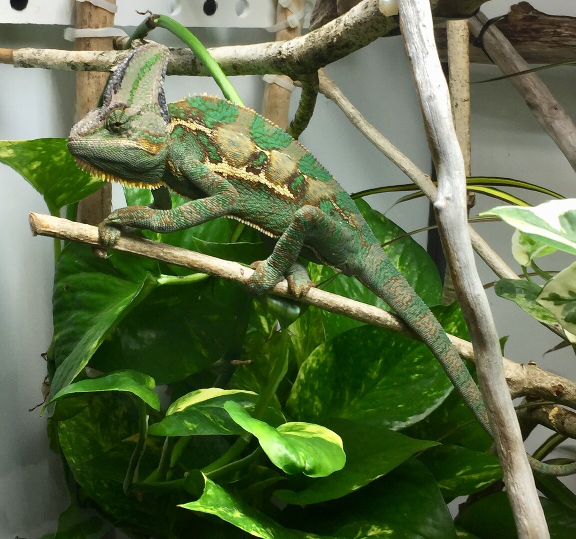 10-7-20. 7 months old