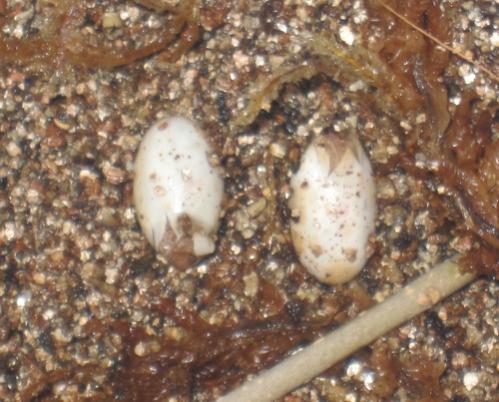 What do pygmy eggs look like before they hatch | Chameleon Forums