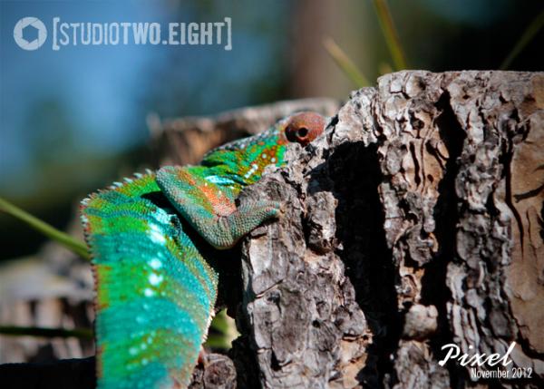 11.2012 - Pixel hiding from me as usual...