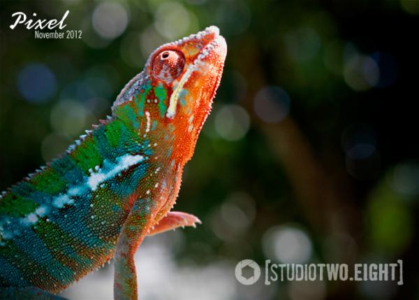 11.2012 - Pixel reaching for a higher branch.