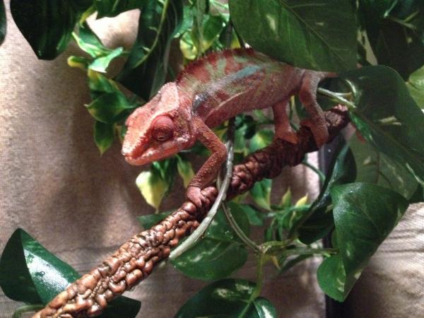 11/5 - I still can't believe this is the same chameleon... He was rough!