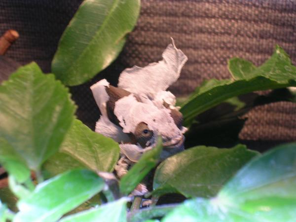 11/7/2008 - Look at me Shed! - I'm not too happy!