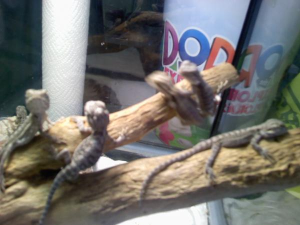 11 Baby Bearded Dragons