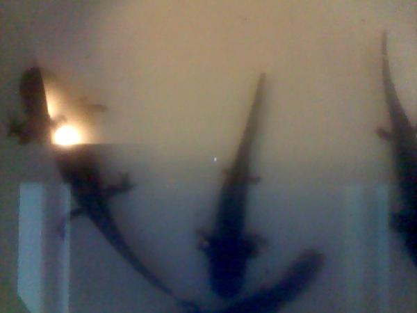 120604 155621
These are old photos and this is what they looked like when I first bought them. Poor things.