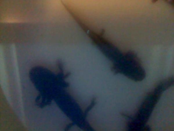 120604 155638
These are old photos and this is what they looked like when I first bought them. Poor things.