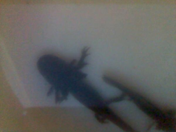 120604 155656
These are old photos and this is what they looked like when I first bought them. Poor things.