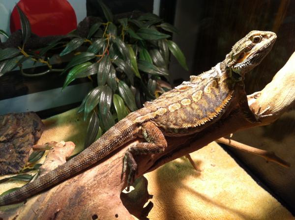 13" long, 5 months old.