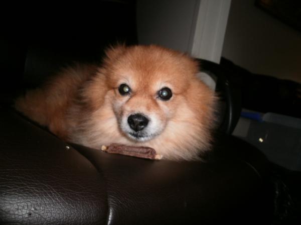 14 Year Old Pomeranian

Lord Krang Chang Mang