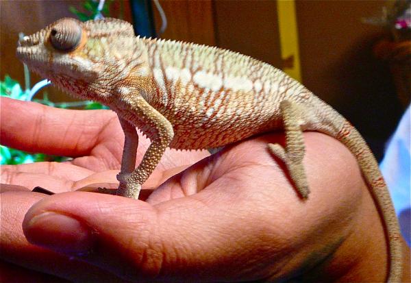 1st day I got him. Still a lil baby...