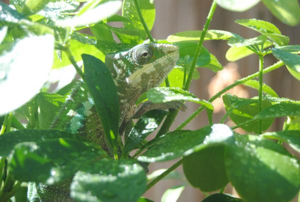 1st Day Outdoor Basking