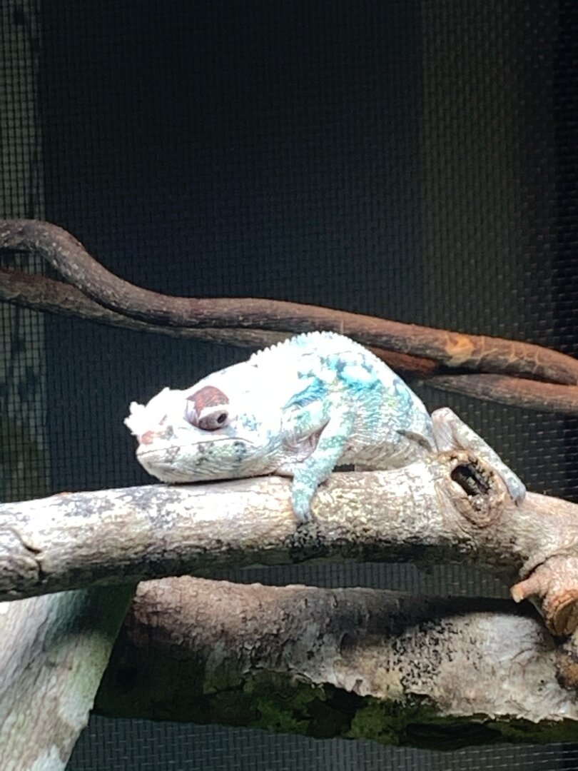 1st Shed