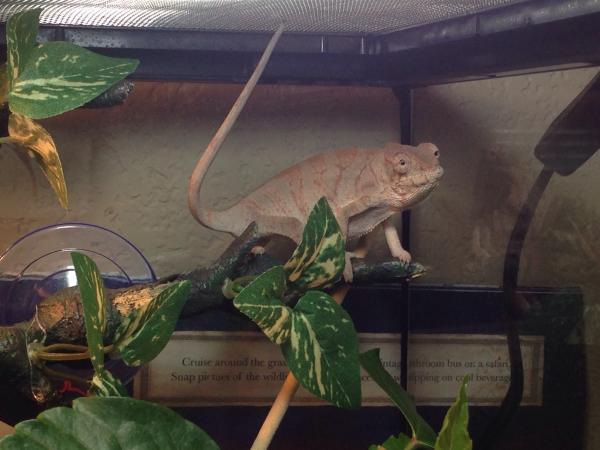 2.5 month female ambilone