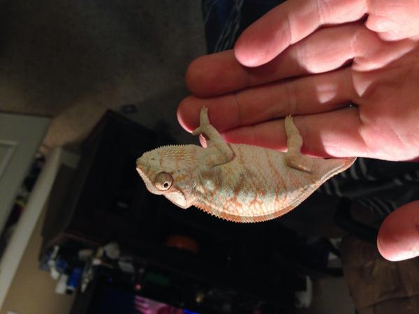 2.5 month old female ambilone