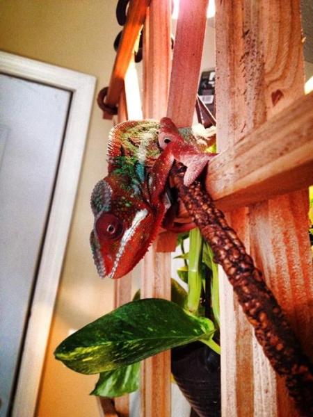 2/9/14: in his new free range