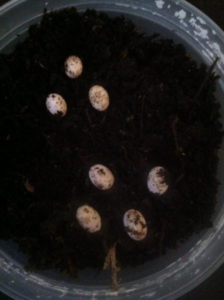 2 clutches of pygmy eggs