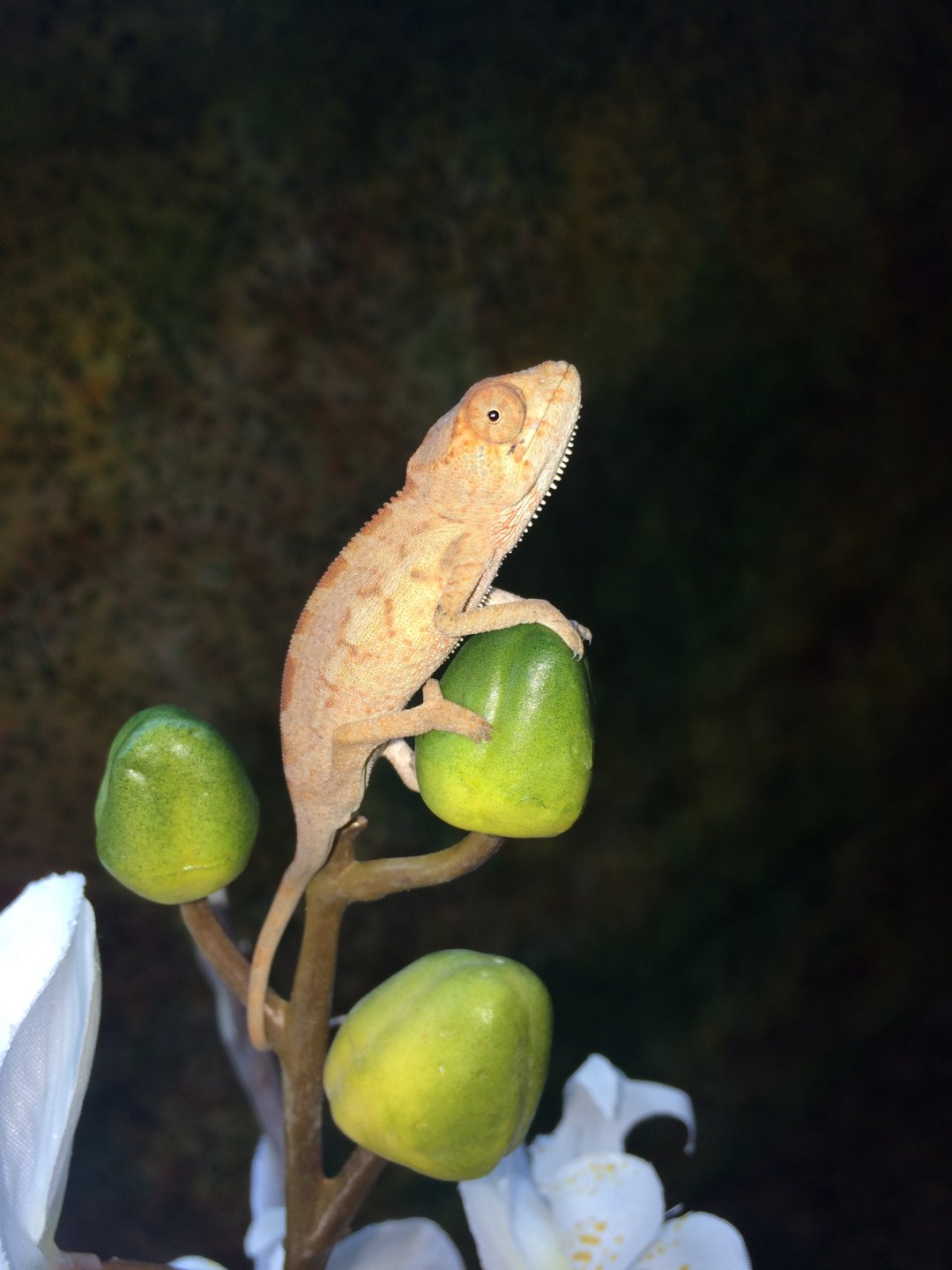 2 mos colors already