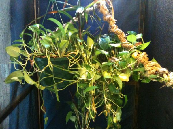 2 pothes hanging potter plants